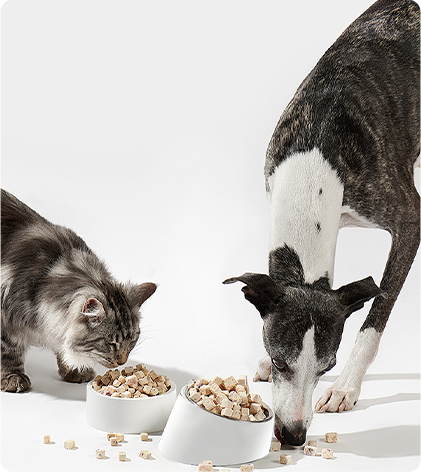 Dog & cat feeding bowl