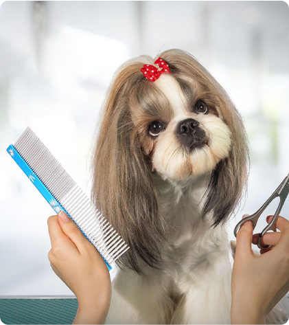 Dog & cat grooming