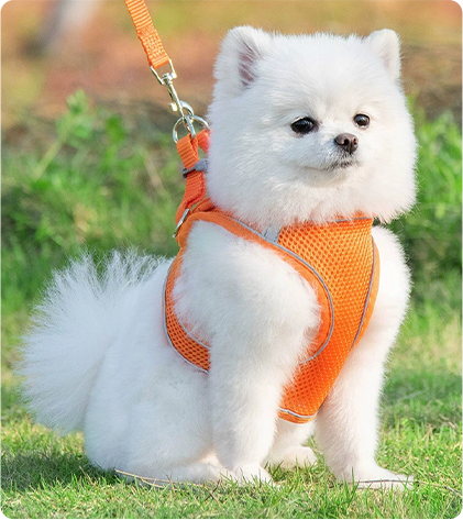 Dog leashes & harnesses